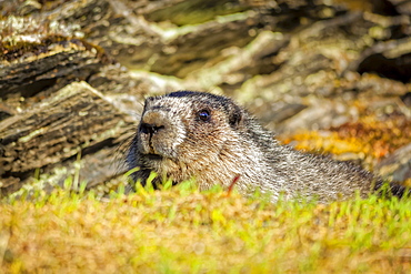 Close-up of a Hoary Marmot (Marmota caligata), Chugach National Forest, Kenai Peninsula, South-central Alaska in springtime; Seward, Alaska, United States of America