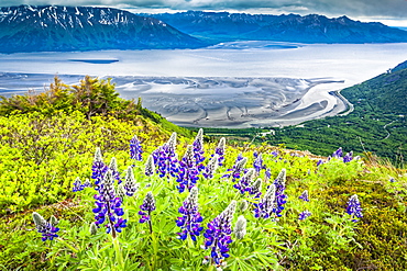 Nootka Lupine (Lupinus Nootkatensis) blooming at Bird Ridge. Turnagain Arm of Cook Inlet is in the background, Chugach State Park, South-central Alaska; Alaska, United States of America