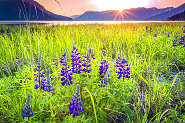 Sunset over Lupine (Lupinus arcticus) field at Turnagain Arm, Chugach Mountains in the background, South-central Alaska in summertime; Portage, Alaska, United States of America