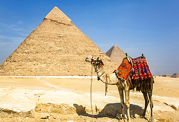 Decorated camel and Pyramid of Khafre (Chephren), Giza Pyramid Complex, UNESCO World Heritage Site; Giza, Egypt