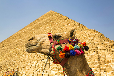 Decorated camel and Pyramid of Cheops (Khufu), Giza Pyramid Complex, UNESCO World Heritage Site; Giza, Egypt