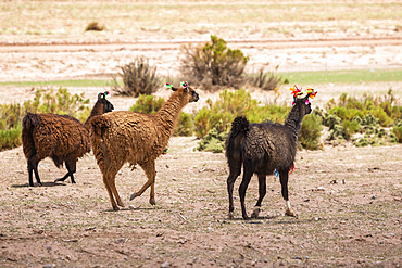 Three llamas (Lama glama) walking with decorative tassels; Nor Lipez Province, Potosi Department, Bolivia