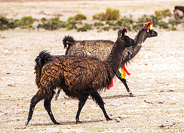 Two llamas (Lama glama) walking with decorative tassels; Nor Lipez Province, Potosi Department, Bolivia