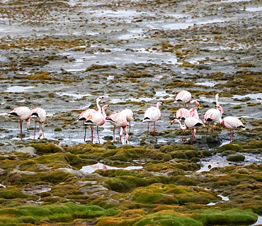 Flamingos on Laguna Colorada, Eduardo Avaroa National Park; Potosi Department, Bolivia