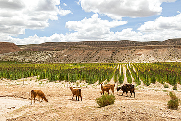 Llamas (Lama glama) grazing on a quinoa plantation; Nor Lipez Province, Potosi Department, Bolivia