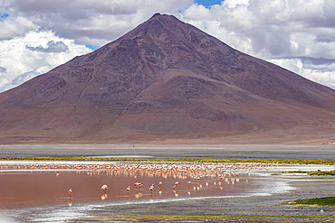 Flamingos on Laguna Colorada, Eduardo Avaroa National Park; Potosi Department, Bolivia