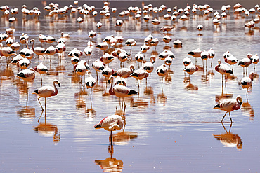 Flamingos on Laguna Colorada, Eduardo Avaroa National Park; Potosi Department, Bolivia