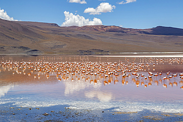 Flamingos on Laguna Colorada, Eduardo Avaroa National Park; Potosi Department, Bolivia