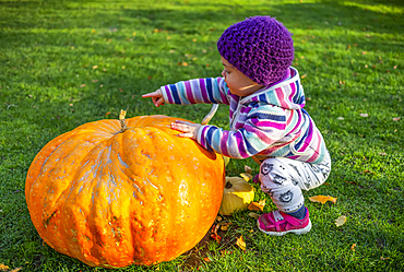 Toddler girl crouches beside large pumpkin on the grass; Whidbey Island, Washington, United States of America