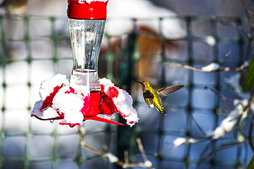 A hummingbird hovering beside a snow-covered feeder; Washington, United States of America