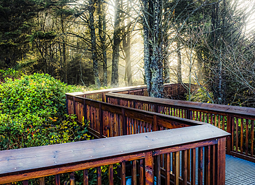 Boardwalk through a forest with the sunrise shining through mist, Cape Disappointment; Washington, United States of America