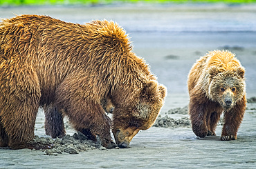 Bear (Ursus arctos) viewing at Hallo Bay Camp. A sow and her two cubs hunt for clams while awaiting the arrival of salmon to local streams; Alaska, United States of America