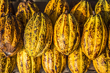 Cocoa pods for sale; Chiapas, Mexico