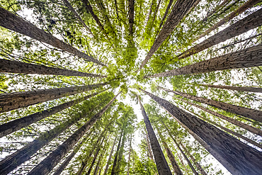 Looking directly up at the treetops of the California Redwoods (Sequoia sempervirens) and sky; Beech Forest, Victoria, Australia