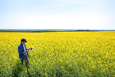 Farmer standing in a canola field using a tablet and inspecting the yield; Alberta, Canada