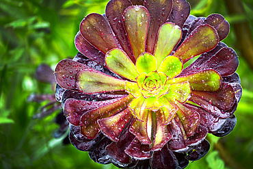 Close up of a succulent flower with water droplets; Cornwall County, England