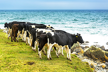 Cattle stand in a row along a ridge overlooking a rocky beach below and blue sky; Cornwall County, England