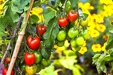 Close up of cherry tomatoes of mixed ripeness on the vine; Cornwall County, England