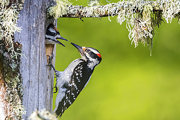 Hairy woodpecker (Leuconotopicus villosus) feeding it's young at the nest hole, La Mauricie National Park; Quebec, Canada