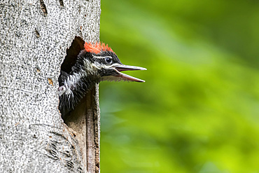 A hungry young pileated woodpecker (Dryocopus pileatus) is crying at the nest hole, La Mauricie National Park; Quebec, Canada