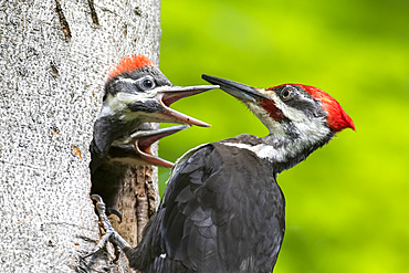 Pileated woodpecker (Dryocopus pileatus) feeding it's young at the nest hole, La Mauricie National Park; Quebec, Canada