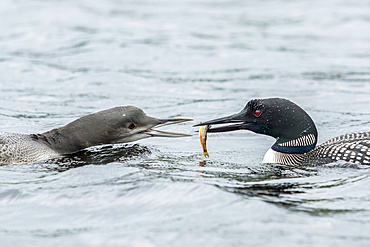 Adult common loon (Gavia immer) feeding his young with a small trout, La Mauricie National Park; Quebec, Canada