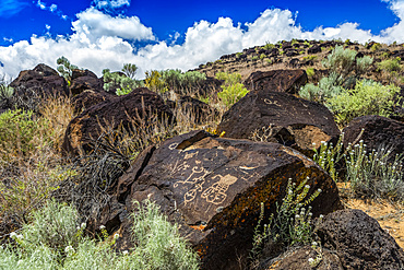 Petroglyphs on volcanic rock surrounded by sagebrush in Piedras Marcadas Canyon, Petroglyph National Monument on a sunny, spring afternoon; Albuquerque, New Mexico, United States of America