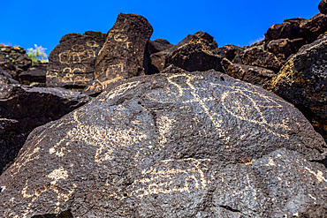 Petroglyphs on volcanic rock in Piedras Marcadas Canyon, Petroglyph National Monument on a sunny, spring afternoon; Albuquerque, New Mexico, United States of America