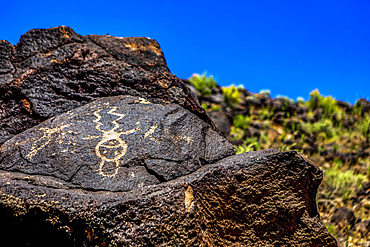 Petroglyphs on volcanic rock with sagebrush in Piedras Marcadas Canyon, Petroglyph National Monument on a sunny, spring afternoon; Albuquerque, New Mexico, United States of America