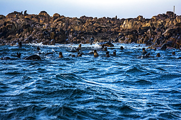 Fur Seals (Arctocephalus pusillus pusillus) in the Atlantic Ocean off the coast of South Africa; Cape Peninsula, Western Cape, South Africa