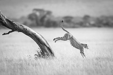 A male cheetah (Acinonyx jubatus) jumps down from the diagonal trunk of a tree. He has brown fur covered with black spots, and in the background can be seen a line of trees, Serengeti National Park; Mara Region, Tanzania