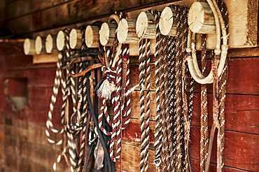 Braided leads and halters hanging on a wooden rack on a red barn wall; Eastend, Saskatchewan, Canada