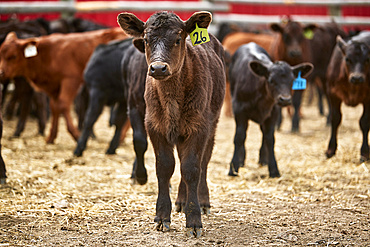 A calf tagged 26 stands alone amongst a group; Eastend, Saskatchewan, Canada