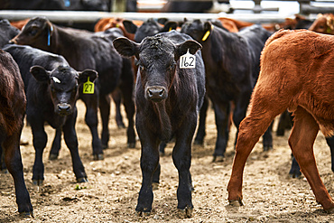 A group of calves with ear tags looking at the camera; Eastend, Saskatchewan, Canada