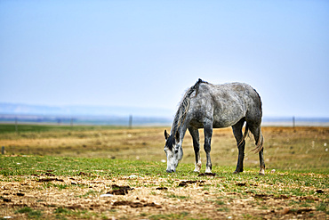 A grey horse eating in a pasture with straw on the ground, an open blue sky behind and a fence line on the horizon; Eastend, Saskatchewan, Canada