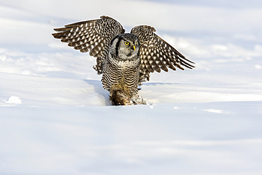 Hawk owl (Surnia ulula) with a muskrat (Ondatra zibethicus) in it's claws while sitting in the snow in winter; Quebec, Canada