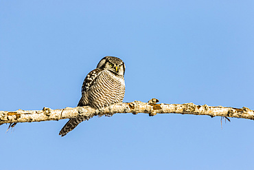 Northern Hawk-Owl (Surnia ulula) perched on a branch and watching for prey; Quebec, Canada