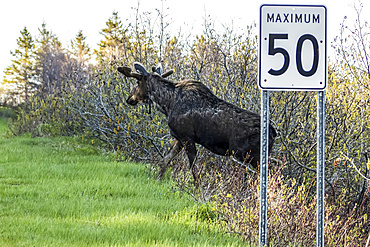 Bull moose (Alces americanus) leaving the forest and looking out before crossing the road, Forillon National Park; Quebec, Canada