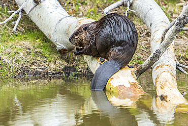 North American beaver (Castor canadensis) sitting on a fallen birch tree and eating the bark, Forillon National Park; Quebec, Canada