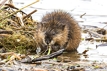 Muskrat (Ondatra zibethicus) eating aquatic vegetation on a lakeshore; Quebec, Canada