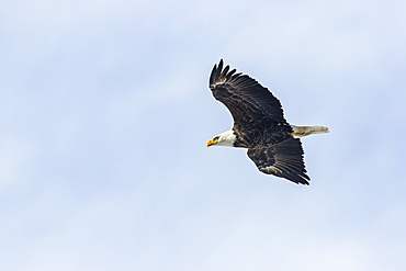 Bald eagle (Haliaeetus leucocephalus) in flight in a blue sky; Quebec, Canada