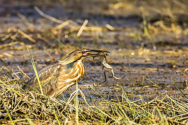 American bittern (Botaurus lentiginosus) eating a Pickerel Frog (Lithobates Rana palustis); Sant Barthelemy, Quebec, Canada