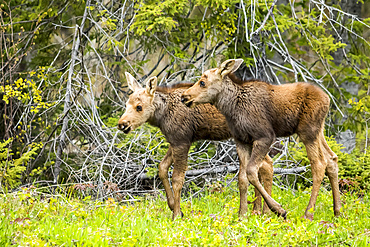 One month old moose calves (Alces americanus) standing in grass and watching, Forillon National Park; Quebec, Canada