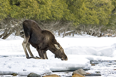 A ten month old bull moose (Alces americanus) kneels in the snow and eats snow, Gaspesie National Park; Quebec, Canada