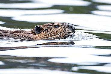 North American beaver (Castor canadensis) swimming on a lake, La Mauricie National Park; Quebec, Canada