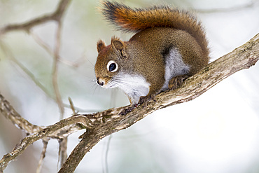 Red squirrel (Tamiasciurus hudsonicus) perched on a tree branch, Gaspesie National Park; Quebec, Canada