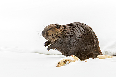 North American beaver (Castor canadensis) standing on a frozen lake in the snow and watching ahead; Quebec, Canada