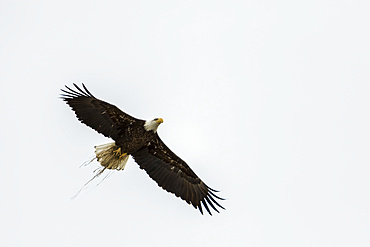 Bald eagle (Haliaeetus leucocephalus) in flight carrying nesting material; Quebec, Canada