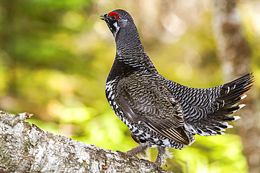 Spruce grouse (Falcipennis canadensis), or Canada grouse, standing on a fallen tree and watching, Gaspesie National Park; Quebec, Canada