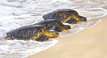 Three Green sea turtles (Chelonia mydas) lying in a row on the beach in the surf; Kihei, Maui, Hawaii, United States of America